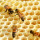 Bienen Bienen