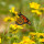 schmetterling in wiese schmetterling in wiese