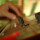 DSC 0423 DSC 0423