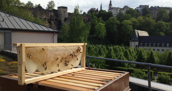 Bienenstock auf dem Dach der Jugendherberge