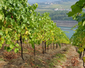 Hiking at Moselle (18)