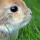 Kaninchen Kaninchen
