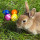 Osterhase Osterhase
