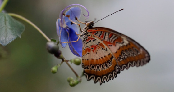 Wer eher an Insekten interessiert ist, sollte den Schmetterlingsgarten in Grevenmacher mit seinen Hunderten von Schmetterlingen auf keinen Fall verpassen. 