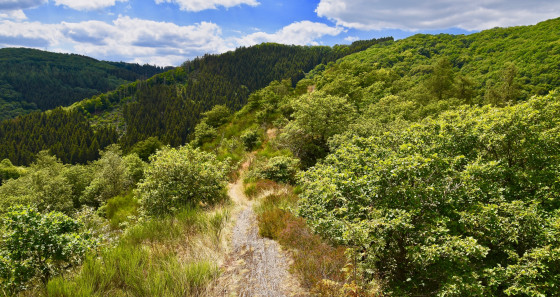 Les Ardennes luxembourgeoises, au nord du pays, accueillent le sentier primé « Escapardenne Éislek Trail, d’une longueur de 104 km. © Laurent Jacquemart