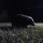 Igel in der Nacht Igel in der Nacht