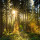 forest-2960091 960 720 forest-2960091 960 720