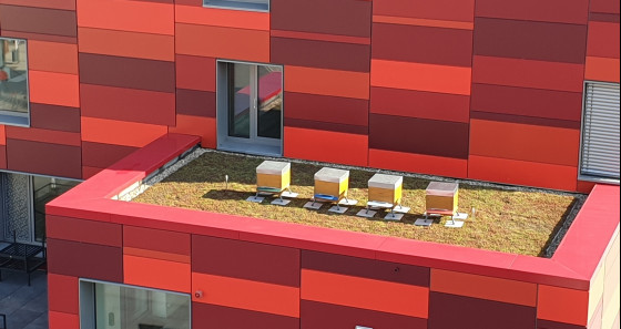 Seit fünf Monaten beherbergt die Jugendherberge in Esch nicht nur Menschen sondern auch Bienen - natürlich nur auf dem Dach.