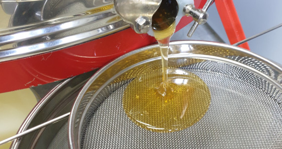 Wie flüssiges Gold ergießt sich der geschleuderte Honig in den Auffangbehälter.