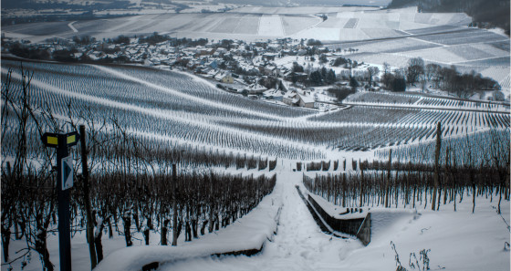 During winter, the Moselle region falls into a kind of hibernation, but only the vines rest and not the winemakers, who are busy working their magic in the cellars. © Gilbert Ewert/LFT