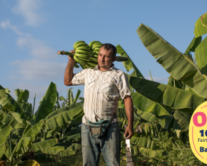 ONLY Orgnaic and FAIRTRADE Bananas