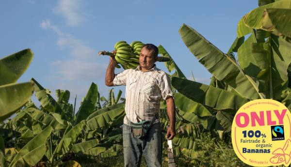 ONLY Orgnaic and FAIRTRADE Bananas