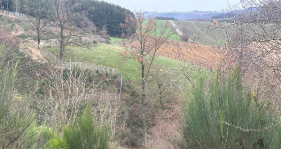 Les arbres ont trouvé leur nouvel habitat dans l'une des réserves naturelles gérées par la « Fondation Hëllef fir d'Natur », dans la région pittoresque d'Eislek.