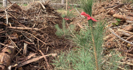 Nous contribuons à renforcer les écosystèmes locaux, à promouvoir la biodiversité et à lutter concrètement contre le changement climatique.