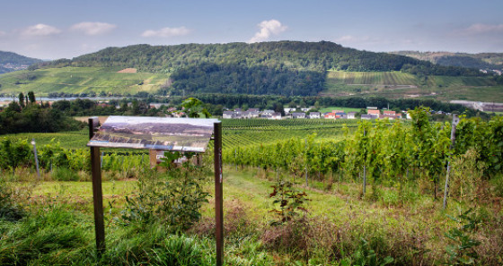 Weinberge soweit das Auge reicht