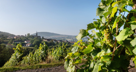 Weinberge prägen das Landschaftsbild