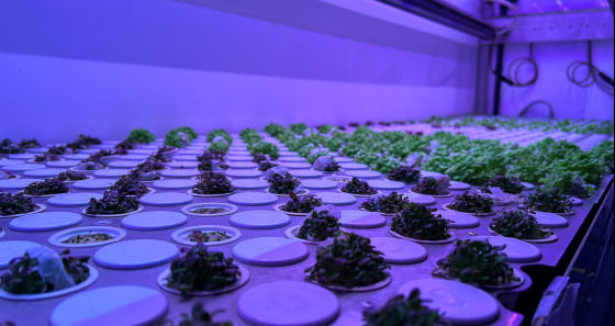 Installation d'hydroponie  myeduGarden