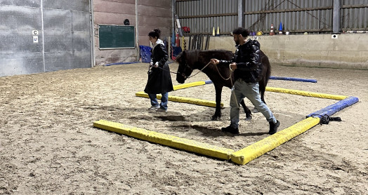 Zusammenarbeit und Kommunikation zwischen Pferd und Mensch